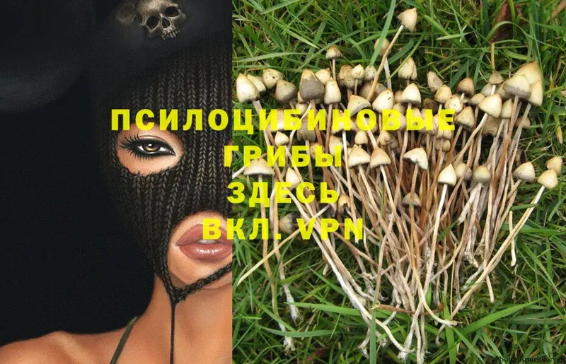 Галлюциногенные грибы MAGIC MUSHROOMS  площадка клад  Донской  купить наркотик 